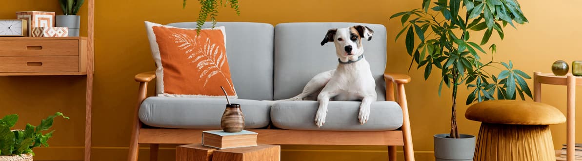 Image de capa do post Guia definitivo de como proteger seus móveis dos pets